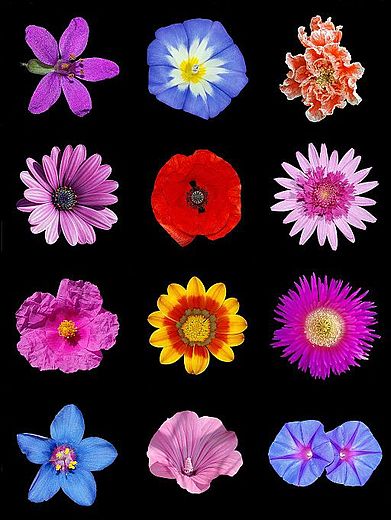 Poster of colored flowers