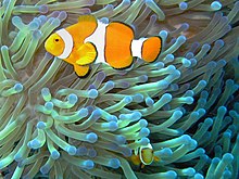 Common clownfish curves dnsmpl.jpg