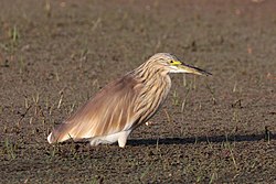 Common squacco heron (Ardeola ralloides) Ethiopia.jpg