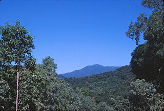 <span class="mw-page-title-main">Daintree Rainforest</span> Rainforest in the region of the Daintree River, Australia