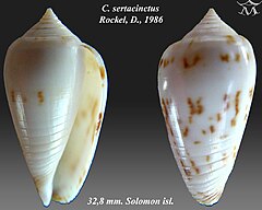 Description de l'image Conus sertacinctus 1.jpg.