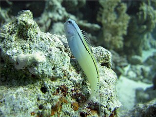 <i>Ecsenius gravieri</i> Species of fish