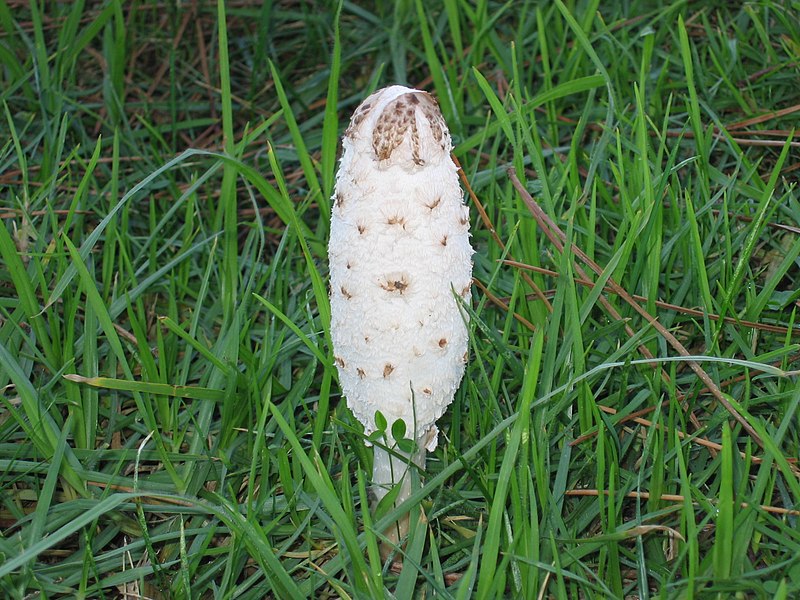 File:Coprinus 1-2.jpg