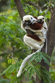 Coquerelova Sifaka - Ankarafantsika - Madagaskar S4E9140 (15283056881) .jpg