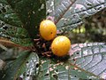 Fruis de Cordia nodosa