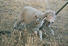 A lamb being attacked by coyotes with a bite to the throat Coyotekilling.jpg