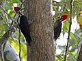 Pair, Panama