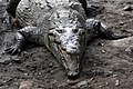 Cocodrilo americano / American crocodile - Photo taken at La Manzanilla, Jalisco, Mexico / Foto tomada en La Manzanilla, Jalisco, México