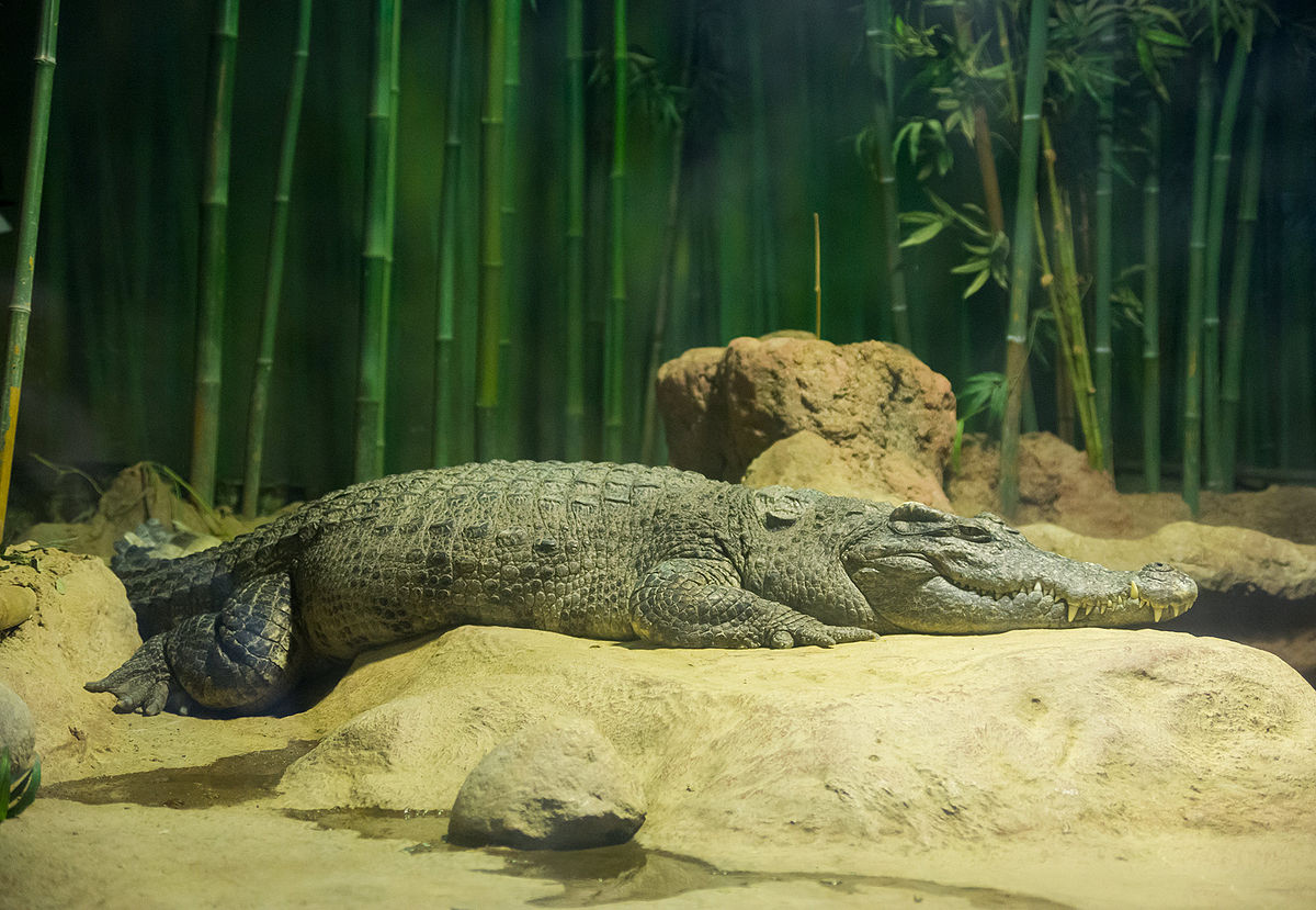 Siamese crocodile - Wikipedia.