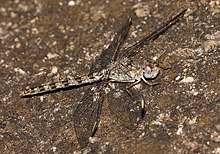 Crocothemis saxicolor 1932221.jpg