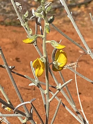 <i>Crotalaria eremaea</i> Species of legume