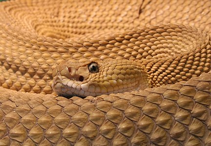 Crotalus basiliscus (Mexican West Coast Rattlesnake)