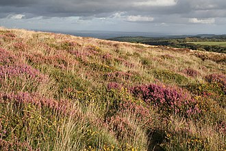 Brughiera nei pressi di Crowcombe, nelle Quantock Hills