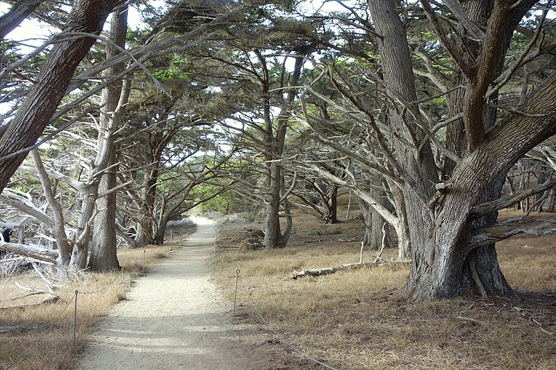 File:Cupressus macrocarpa path - Point Lobos State Reserve - DSC07102.JPG