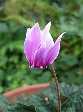 Cyclamen graecum2.jpg