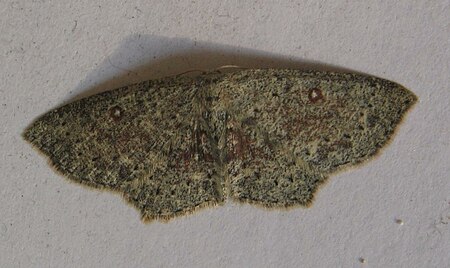 Cyclophora pendularia