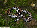 Thumbnail for Ceylonese cylinder snake