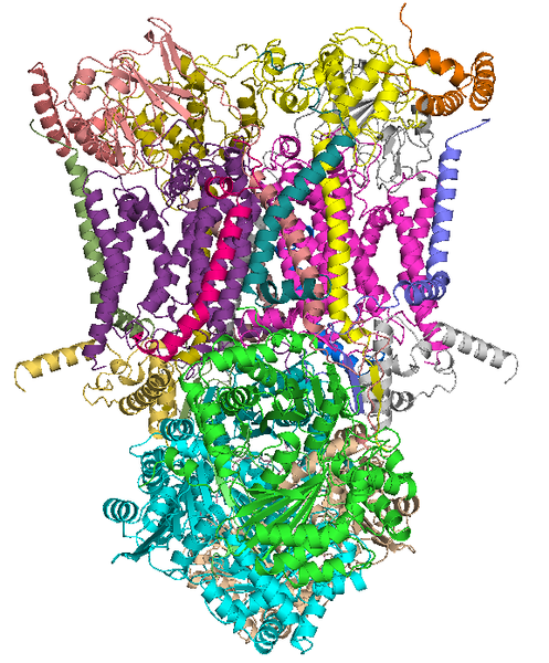 File:Cytochrome1ntz.PNG