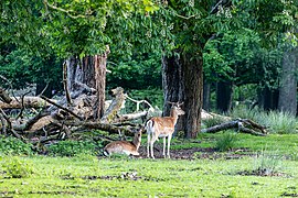 Dülmen, Wildpark, Damwild -- 2021 -- 9033.jpg