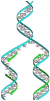 DNA replication split.svg