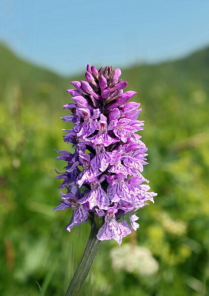 File:Dactylorhiza-maculata-gefleckte-knabenkraut.jpg