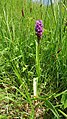 Dactylorhiza praetermissa Germany - Beckingen