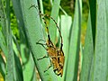 Daffodil Longhorn Beetles (Agapanthia asphodeli) mating (8339290854).jpg