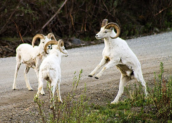 Rams interacting in Denali National Park