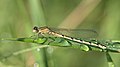 * Nomination young female Common Blue Damselfly --Leviathan1983 22:06, 16 August 2012 (UTC) * Promotion Nice! --Poco a poco 08:03, 17 August 2012 (UTC)