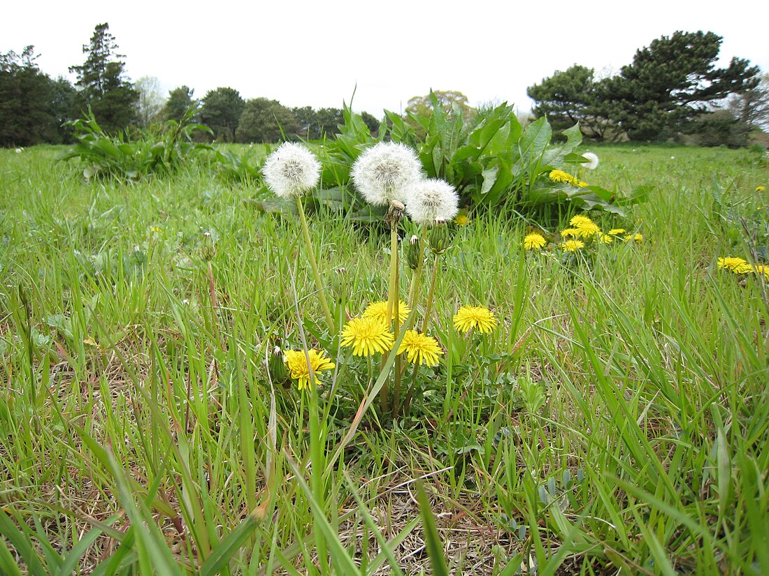 Taraxacum officinale