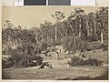 Dandenong State Forest at Fern-Tree Gully.jpg
