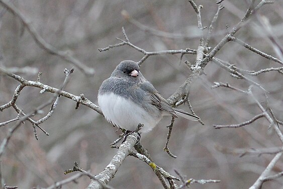 Dark-eyed Junco (Junco hyemalis)