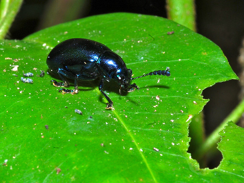 File:Dark Blue Leaf Beetle (Chrysomelidae) (17748736060).jpg