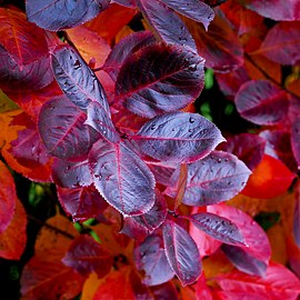 Dark red aronia leaves on a rainy day in Tuntorp