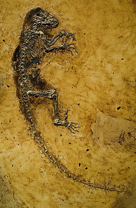 Placa principal do fóssil holótipo de Darwinius masillae (espécime PMO 214.214)