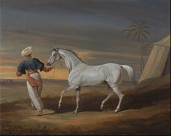 Signal, một con ngựa thuộc chủng loại Grey Arab, cùng một người quản gia trong sa mạc