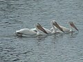 Pelicans in Alberta