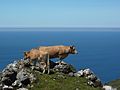 Galicijske krave