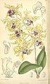 Dendrobium atroviolaceum plate 7371 in: Curtis's Bot. Magazine (Orchidaceae), vol. 120, (1894)