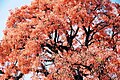 Detalle de la copa de Erythrina dominguezii en floración - Goya - Argentina - Foto de Alberto Ferrari.jpg