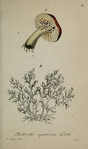 Thumbnail for File:Deutschlands flora in abbildungen nach der natur (Pl. 51) (8959408290).jpg