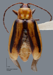 Diabrotica virgifera virgifera. Diabrotica virgifera LeConte.png