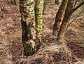 * Nomination Diakonievene. Nature of It Fryske Gea. Birches are pioneers in this area. Famberhorst 16:51, 3 January 2016 (UTC) * Promotion  Support Good quality. --C messier 19:10, 10 January 2016 (UTC)