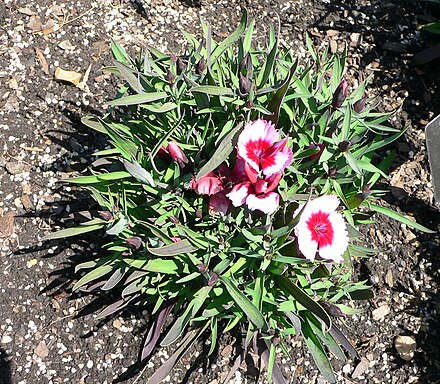 Dianthus chinensis has a caespitose growth habit.