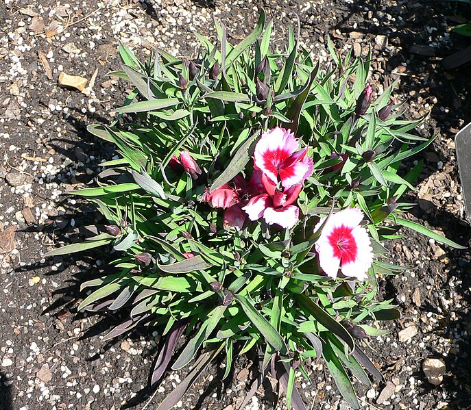 File:Dianthus chinensis - Raspberry parfait 3.jpg