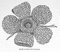 Die Gartenlaube (1888) b 406.jpg Rafflesia Schadenbergiana