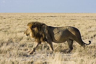 <i>Panthera leo melanochaita</i> Lion subspecies