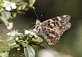 * Nomination A painted lady (Vanessa cardui). Seyhan - Adana, Turkey. --Zcebeci 19:03, 12 March 2016 (UTC) * Promotion Good quality. --Poco a poco 19:43, 12 March 2016 (UTC)