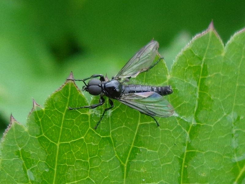 File:Dilophus febrilis 01.JPG