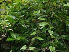 Dioscorea deltoidea (7863868970).jpg